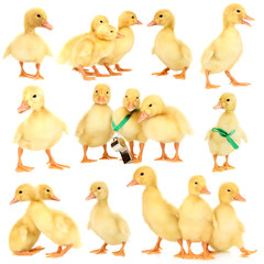 Little ducklings isolated on white