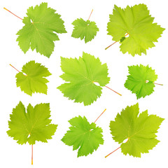 Collage of green leaves isolated on white