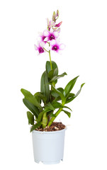 Fototapeta na wymiar Dendrobium phalaenopsis hybrid orchid in a pot 