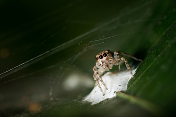 Spider on the green leaf