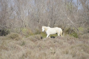 Camargue horse