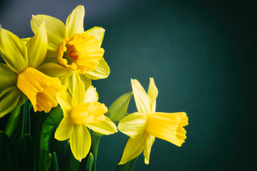 Yellow daffodils on dark green background