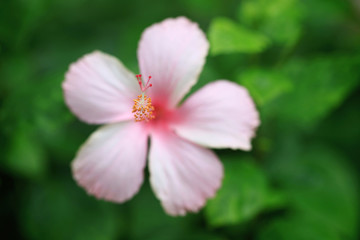 Pink hibicus is blooming