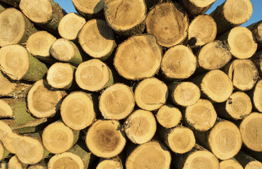 Stack of wood in sunlight in winter