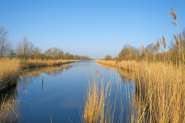 Reed bed along a lake in a sunny winter