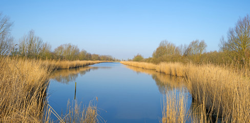 Reed bed along a lake in a sunny winter