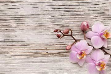 Photo sur Plexiglas Orchidée Orchidée.