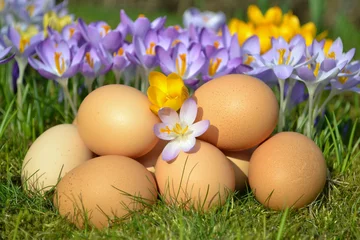 Gordijnen Ägg och krokus på våren © saraisabella