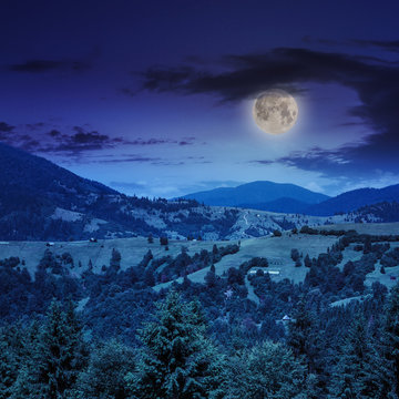 coniferous forest on a  mountain slope at night