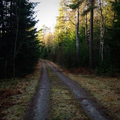 forest road