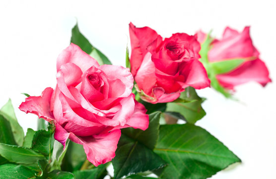 Drei pinkfarbene Rosen