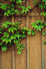 Fototapeta na wymiar Porta di legno con vegetazione