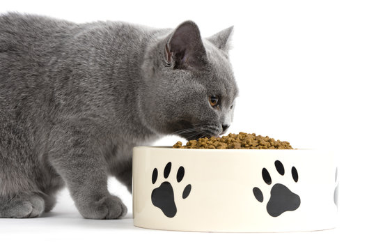 Katze beim Fressen / Trockenfutter f&uuml;r Katzen