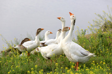 gooses on meadow