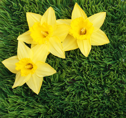Spring Narcissus Flowers. Yellow Daffodils on green grass