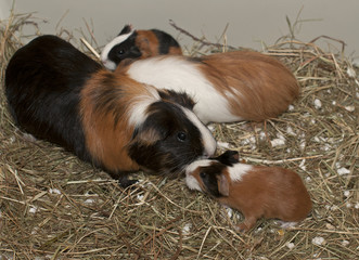 Newborns of guinea pig