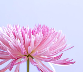 Pink chrysanthemum flower on blue background - obrazy, fototapety, plakaty