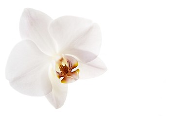 Fototapeta na wymiar Kwiat orchidei