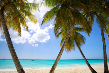 Ocean through coconut palms in Dominican Republic