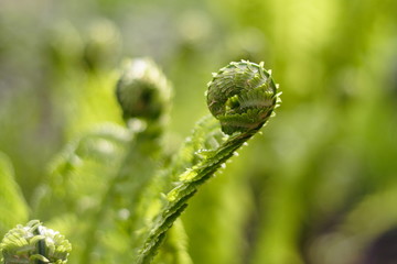 Sprouts of green fern