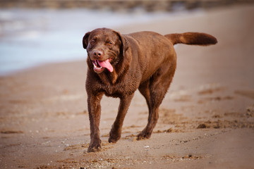 brown labrador retriever dog on the beach