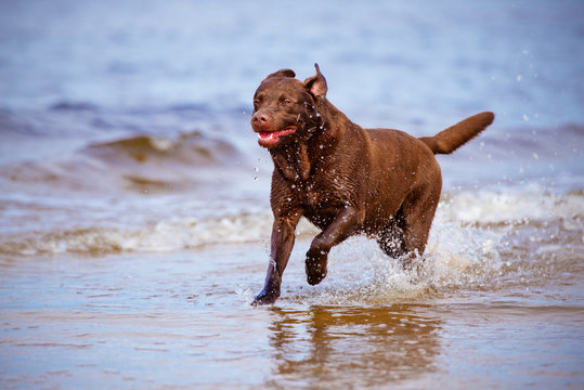 labrador retriever dog in water