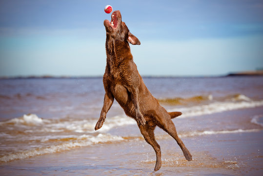 dog jumping up to catch a ball