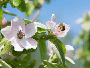 Honeybee on quince flower