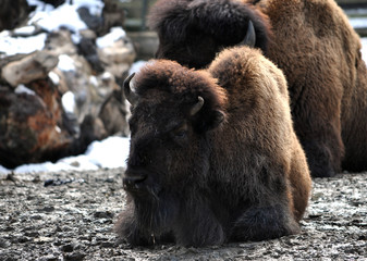 animals - bison