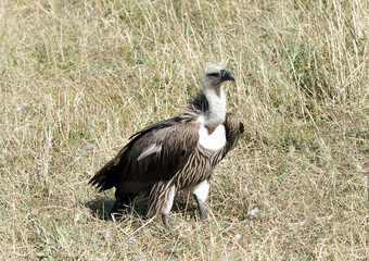 A African White-backed Vulture sitting on the grass