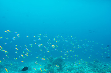 Obraz na płótnie Canvas Coral reef at Maldives