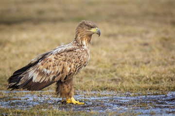 Sea eagle on ice