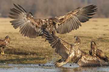 White-tailed landing