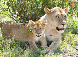 Obraz premium A lion cub and the mother resting near bush