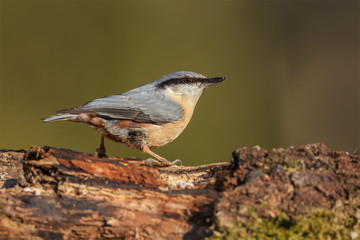 Nuthatch on green background