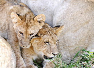 Two cubs with the lioness