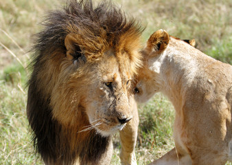 A lion with lioness