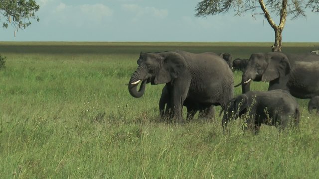 groupe de pachydermes