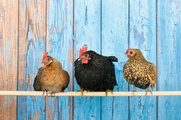 Fototapete Hähnchen Hühner im Hühnerstall