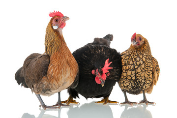 Chickens isolated over white background