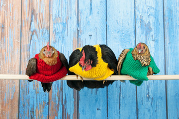 Chickens with colorful sweaters in henhouse