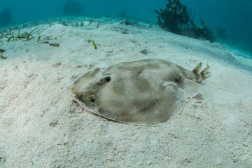 Lesser Electric Ray