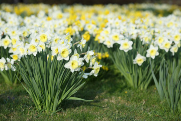 Narcissus