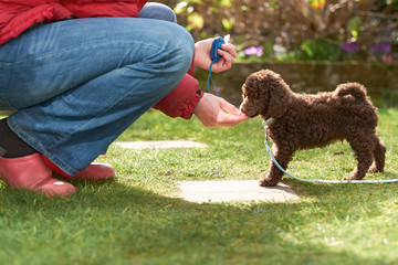 Miniature Poodle Puppy © Duncan Andison