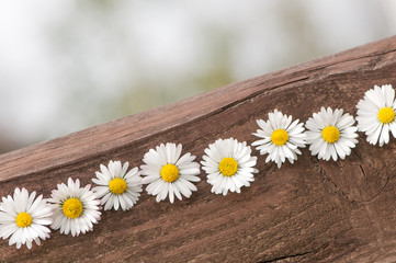 Obraz premium Gänseblümchen auf Holz, romantisch, Grußkarte, Alles Gute
