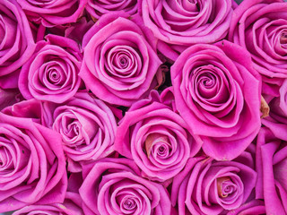 Group of pink roses crouded