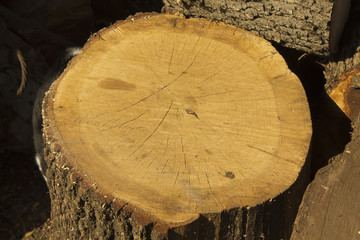 Naklejka premium ceppo2