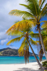 Fototapeta na wymiar Palm trees on a tropical beach