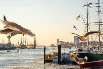 Landschaftsaufnahme der Elbe und des Hamburger Hafens bei Sonnenuntergang mit Möwen im Vordergrund © Calado
