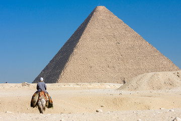 Camel and piramids, Egypt.